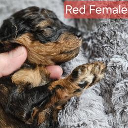 Red Collar - Sable female Poodle puppy in Poplar Grove, Illinois from Awesome Paws