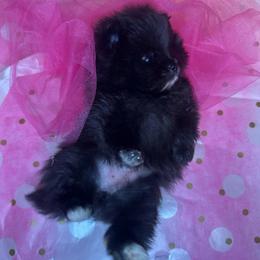 Ruby - Black parti female Pomeranian puppy in Scio, Oregon from Mac Daddy Poms