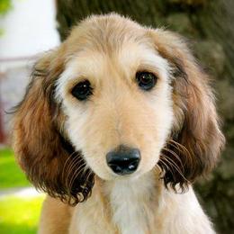 Afghan Hounds from Winterberry Afghan Hounds