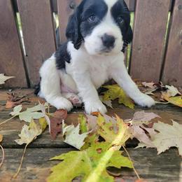 Jack Nicklaus - White and black male English Springer Spaniel puppy in Saginaw, Michigan from Kemerer Springers