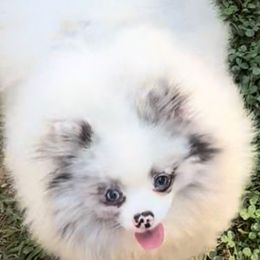 Tiffany - Pomeranian
