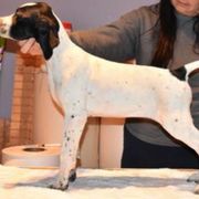 Curly-Coated Retriever and Pointer Puppies from Avalon Pointers