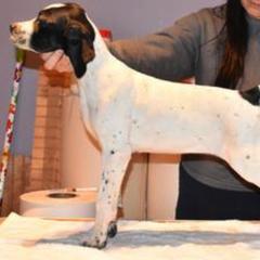Curly-Coated Retriever and Pointer Puppies from Avalon Pointers