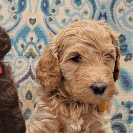 Goldendoodles from Koko & Kai's litter