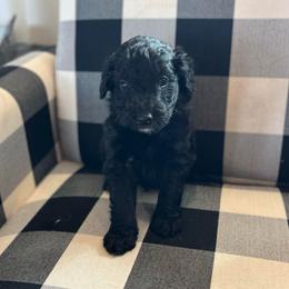 Copper - Black male Bordoodle puppy in Valley Center, California from Circle R Valley Bordoodls