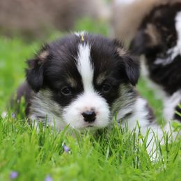 Pembroke Welsh Corgi Puppies from Cosmere Corgis