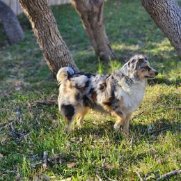 Riley - Miniature Australian Shepherd
