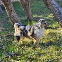 Riley - Miniature Australian Shepherd
