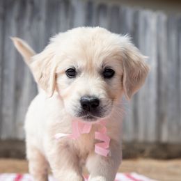 Golden Retriever Puppies from Nicholberry Goldens