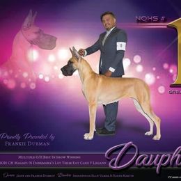 Great Dane All Grown Up from Legado Danes