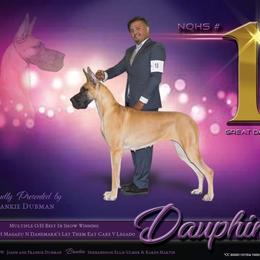 Great Dane All Grown Up from Legado Danes
