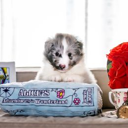 Alice - Blue merle and white female Shetland Sheepdog puppy in Spanaway, Washington from Luxe Shetland Sheepdogs