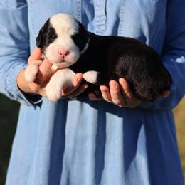 Ash - Gray and white male Old English Sheepdog puppy in Cleveland, Tennessee from Narrow Path Old English & Sheepadoodles
