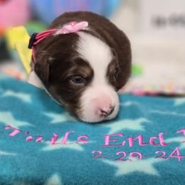 Vera - Red tri Miniature Australian Shepherd puppy in Middleburg, Florida from Tails End Ranch