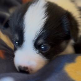 Tri Male 2 - Black and tan male Pembroke Welsh Corgi puppy in Weatherford, Texas from Flyin H Corgi’s