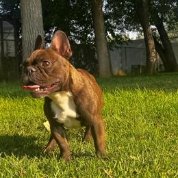 Poppy - French Bulldog
