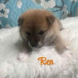 Ren - Red male Shiba Inu puppy in Inverness, Florida from Shore Thing Shiba’s
