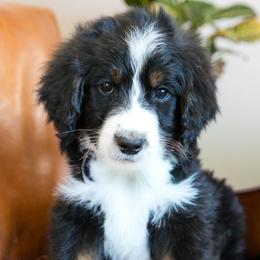 Lamb - male Australian Mountain Doodle puppy in Lafayette, Missouri from Brick House Farm Doodles