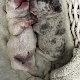 French Bulldog and Pembroke Welsh Corgi Puppies from The Grooming Barn LLC/ Wet Dog Ranch