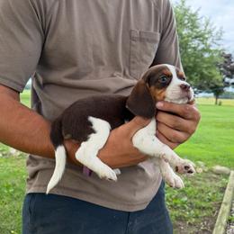 Girl 3 - Red black and white female Beagle puppy in Hudson, Michigan from Bachman’s Kennel