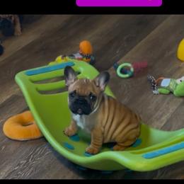 Remi - Fawn female French Bulldog puppy in Dalton Gardens, Idaho from North Idaho Frenchies