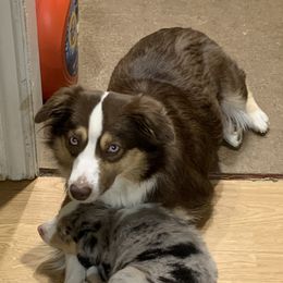 Miniature Australian Shepherd All Grown Up from Diamond Rainbow Aussies