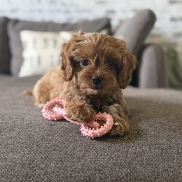 Aster - Red male Cavapoo puppy in Mayo, Florida from Kingston’s Cavaliers