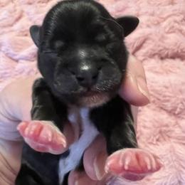 Green collar - Bentley - Black and white male Shorkie puppy in Mays Landing, New Jersey from Fancy Paws Shorkies & Shih Tzus