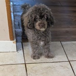 Coco - Poodle