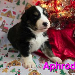 Aphrodite - Black tri-color female Australian Shepherd puppy in Smithfield, Utah from Invictus Farms