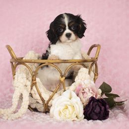 Allie - Tri-color female Cavalier King Charles Spaniel puppy in Katy, Texas from Katy Cavaliers