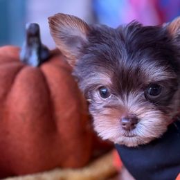 Tootsie - Chocolate, tan and white female Yorkshire Terrier puppy in Richmond, Texas from Perfectly Posh Pets