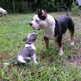 American Bully Puppies from Bolt Action Kennel