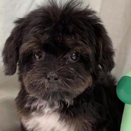 Mahlia - Black and tan female Yorkipoo puppy in Lebanon, Kentucky from Mosaic Merle Doodles