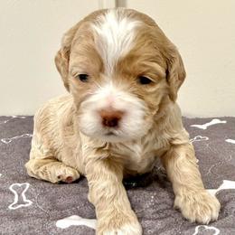Goldie - Golden female Cockapoo puppy in Liberty, Kentucky from Kentucky Cockapoos