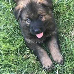German Shepherd Puppies from Wurdevoll Kennels