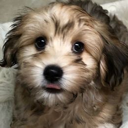 Cavapoos and Havanese from King Lionheart Puppies