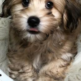 Cavapoos and Havanese from King Lionheart Puppies