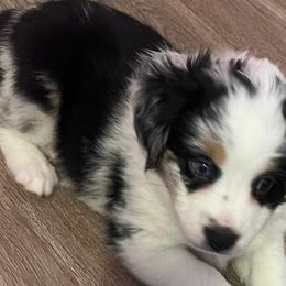 Girl 4 - Blue merle Miniature Australian Shepherd puppy in Corydon, Indiana from Arbuckle’s Lookin Good Aussies (LGA)