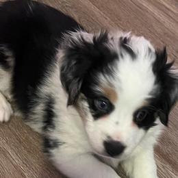 Girl 4 - Blue merle Miniature Australian Shepherd puppy in Corydon, Indiana from Arbuckle’s Lookin Good Aussies (LGA)