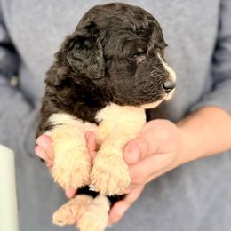 Oreo - White and black male Bordoodle puppy in Eastman, Georgia from Dood B Ranch