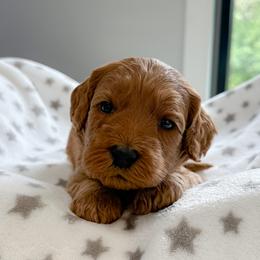 Orange girl - Apricot female Australian Labradoodle puppy in Chelsea, Michigan from Michigan Labradoodles