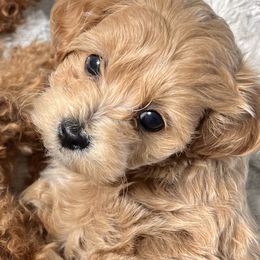 Maltipoo Puppies from Cece's Maltipoos