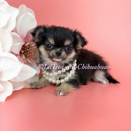 Yuna - Black and tan female Chihuahua puppy in Anderson, South Carolina from Lil Treasures Chihuahuas