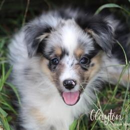 Miniature Australian Shepherd and Toy Australian Shepherd Puppies from Clayton Farms Australian Shepherds