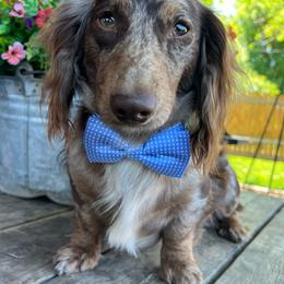 Reggie - Dachshund