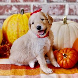 Goldendoodle Puppies from Osgood Doodles