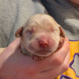Black - Golden female Golden Retriever puppy in Madison, Ohio from Heckmans English Cream Golden Retrievers