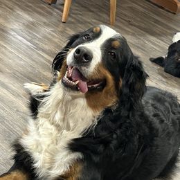 Bernese Mountain Dog Puppies from Lonesome Pine Farm