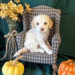 Pecan - Caramel ice female Australian Labradoodle puppy in Caldwell, Idaho from Leila Pearson